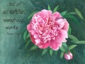 Tell of His Wondrous Works, peony complete